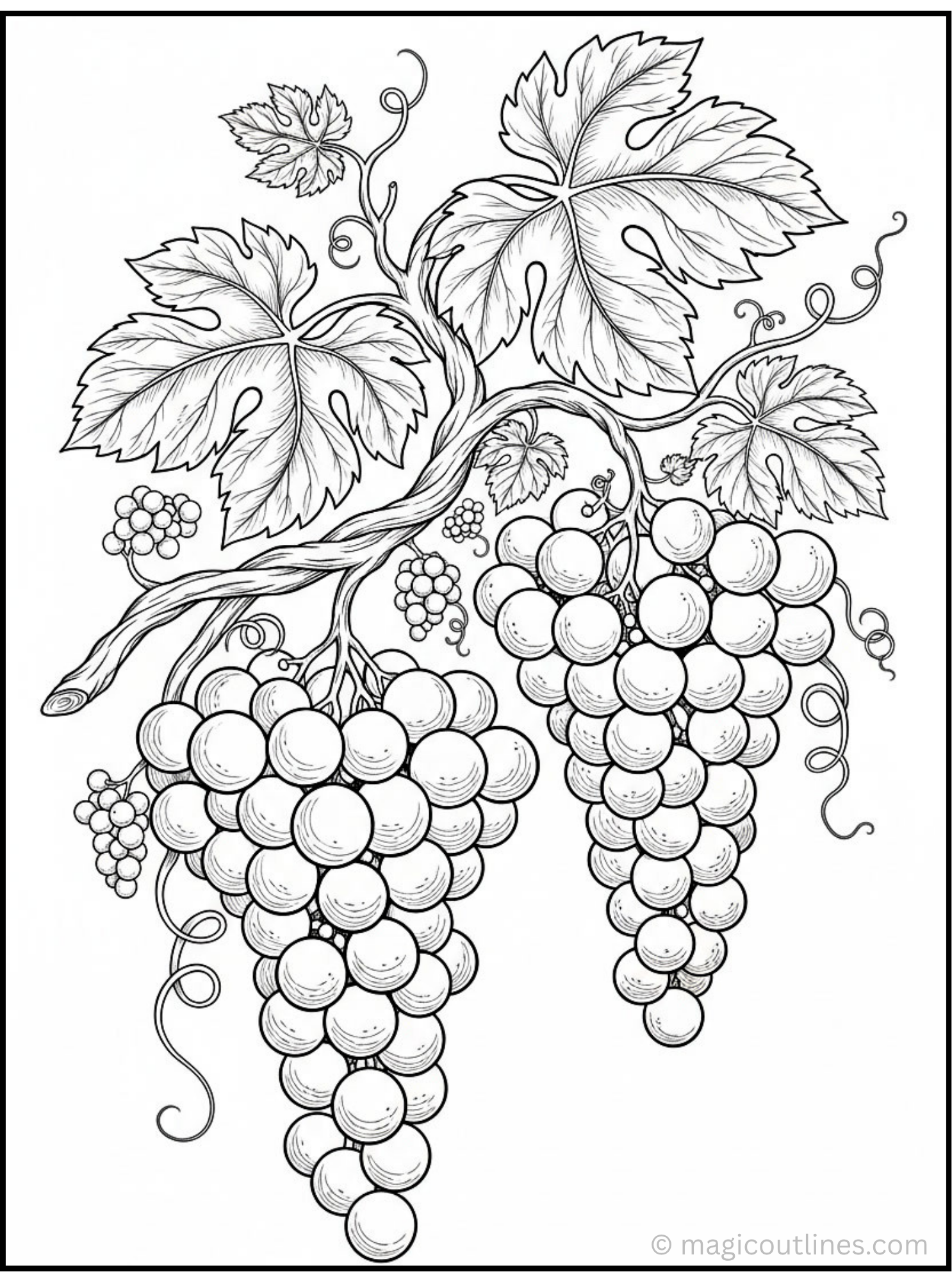 Grapes coloring page featuring two bunches of grapes hanging from a vine with large leaves and curling tendrils.