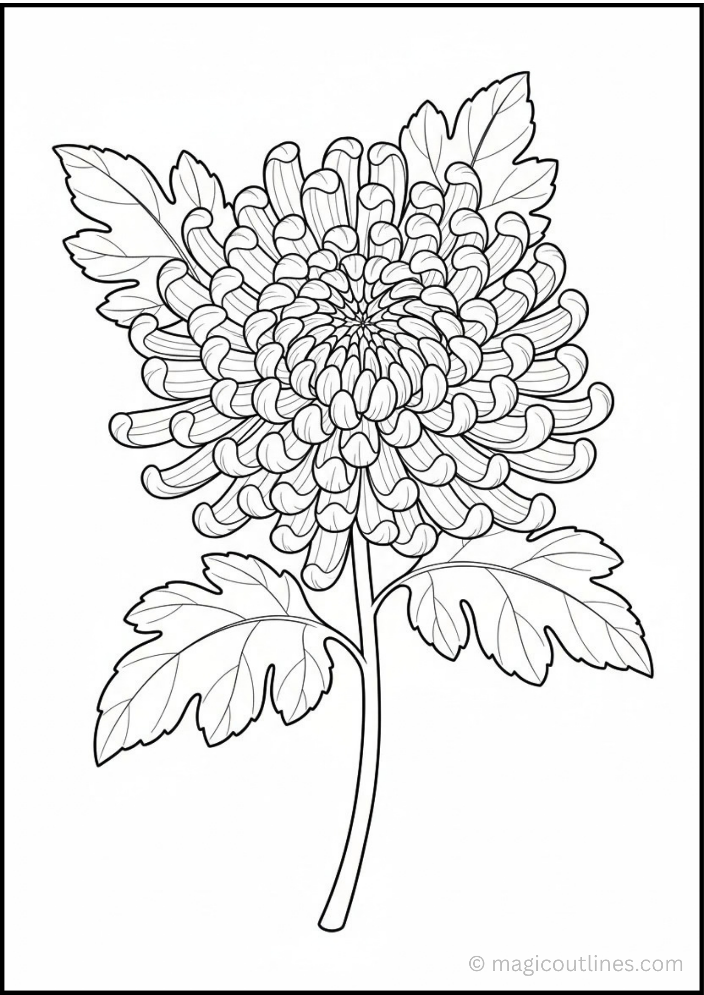 Chrysanthemum flower coloring page with detailed layered petals, leaves, and a clean printable design